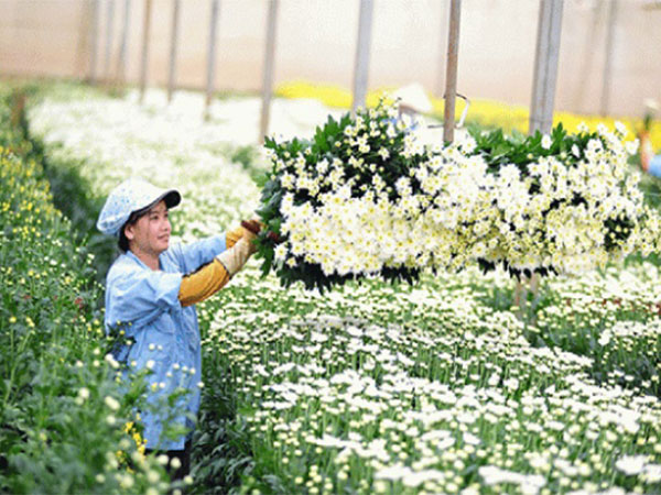 Thông báo đơn hàng thực tập sinh trồng hoa Nhật Bản